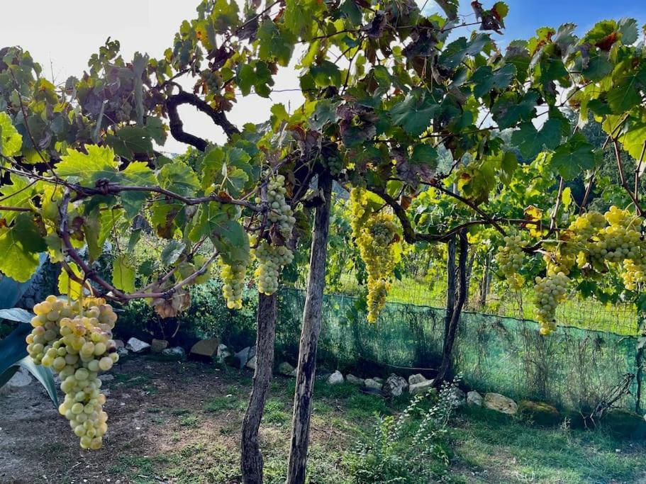Villa De Luccheri Frasso Telesino Εξωτερικό φωτογραφία